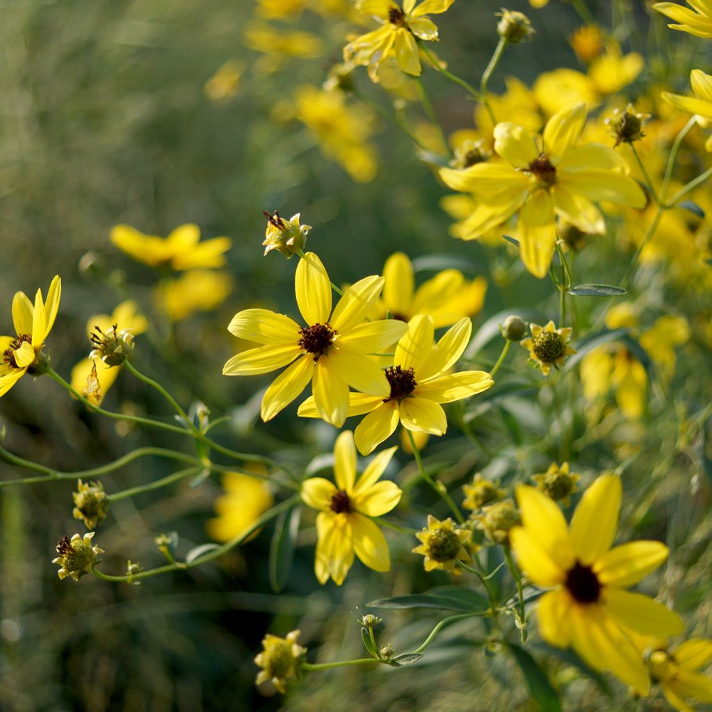 Coreopsis tripteris - Meisjesogen