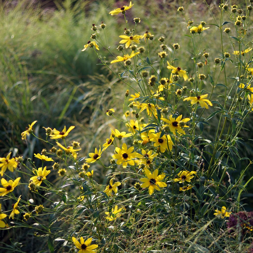 Coreopsis tripteris - Meisjesogen