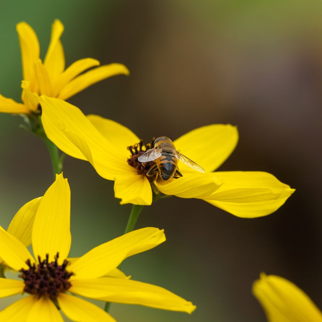 Coreopsis tripteris - Meisjesogen