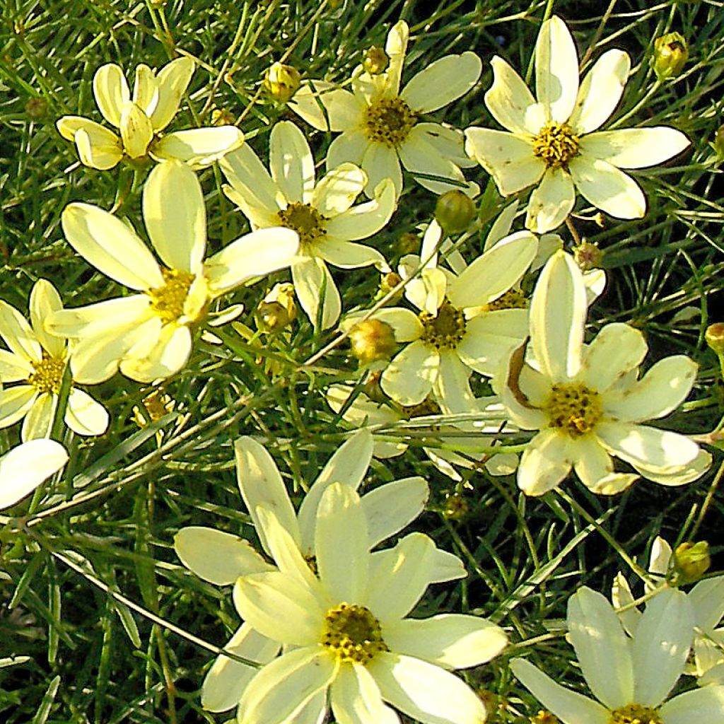 Coreopsis verticillata Moonbeam - Meisjesogen