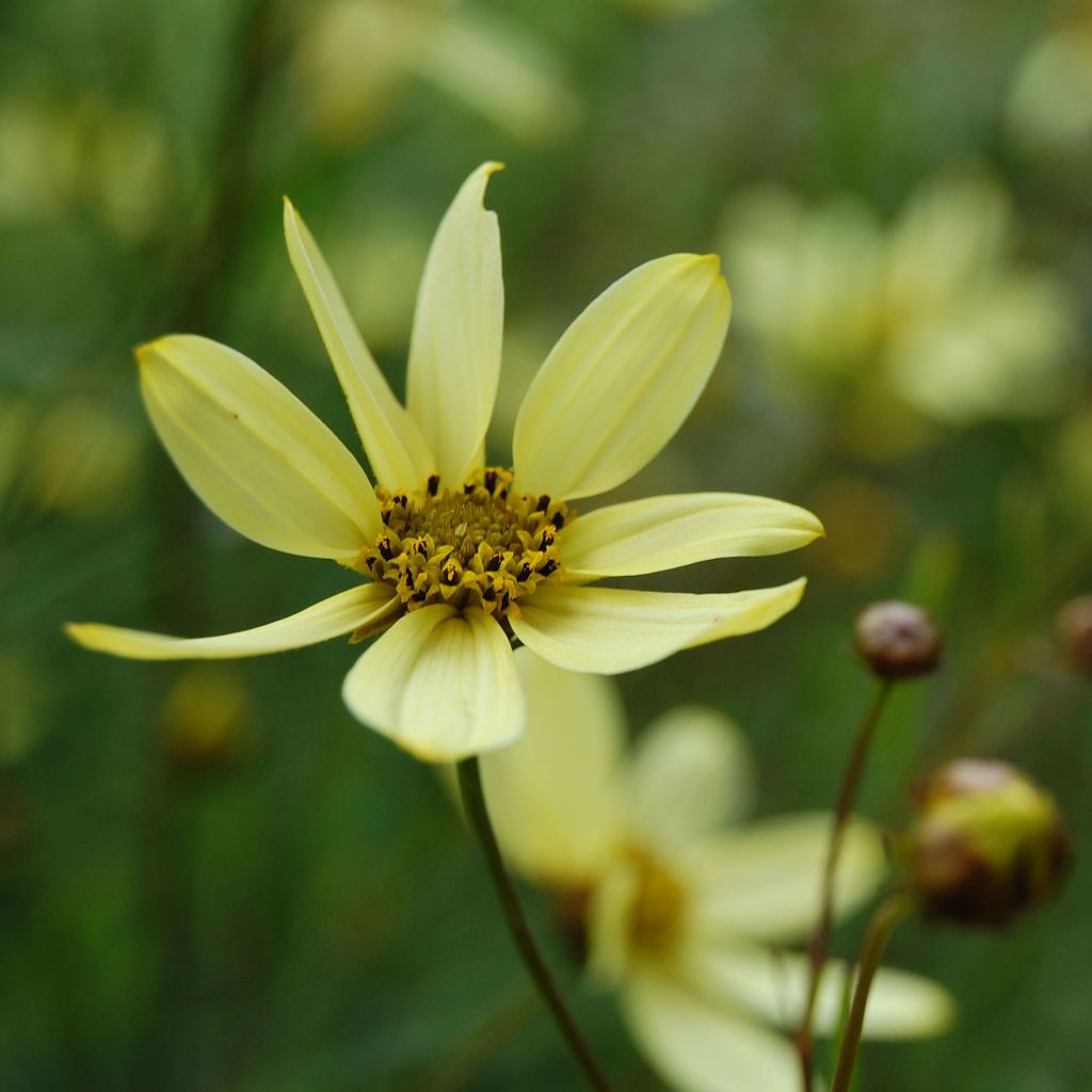Coreopsis verticillata Moonbeam - Meisjesogen