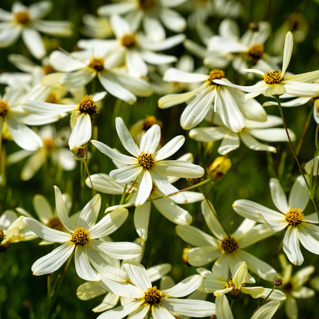 Coreopsis verticillata Moonbeam - Meisjesogen