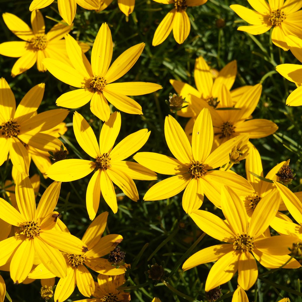 Coreopsis verticillata Zagreb - Meisjesogen