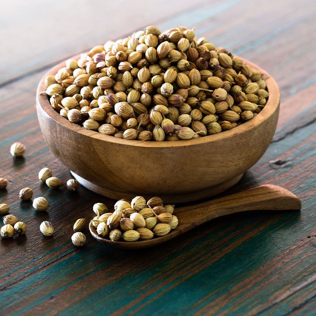 Koriander fijnzadig, traagschietend - Coriandrum sativum