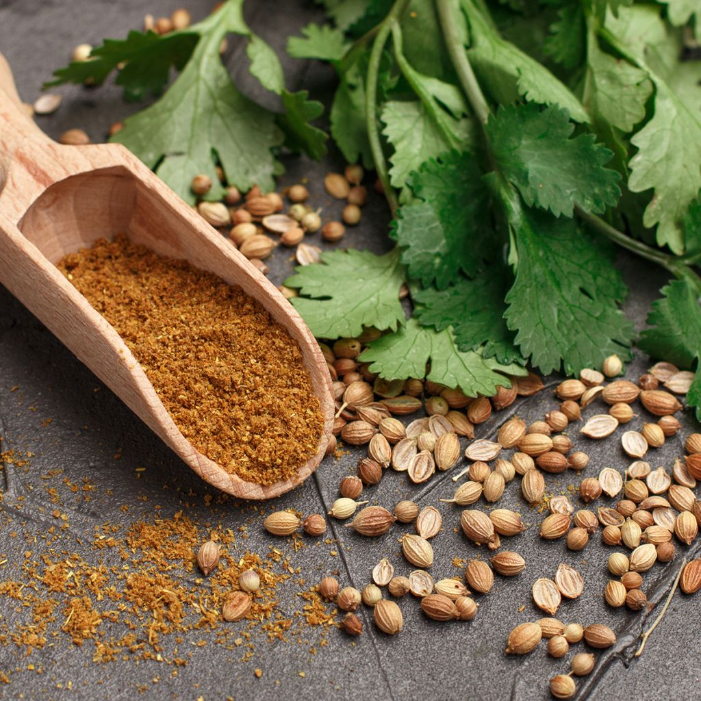 Koriander fijnzadig, traagschietend - Coriandrum sativum