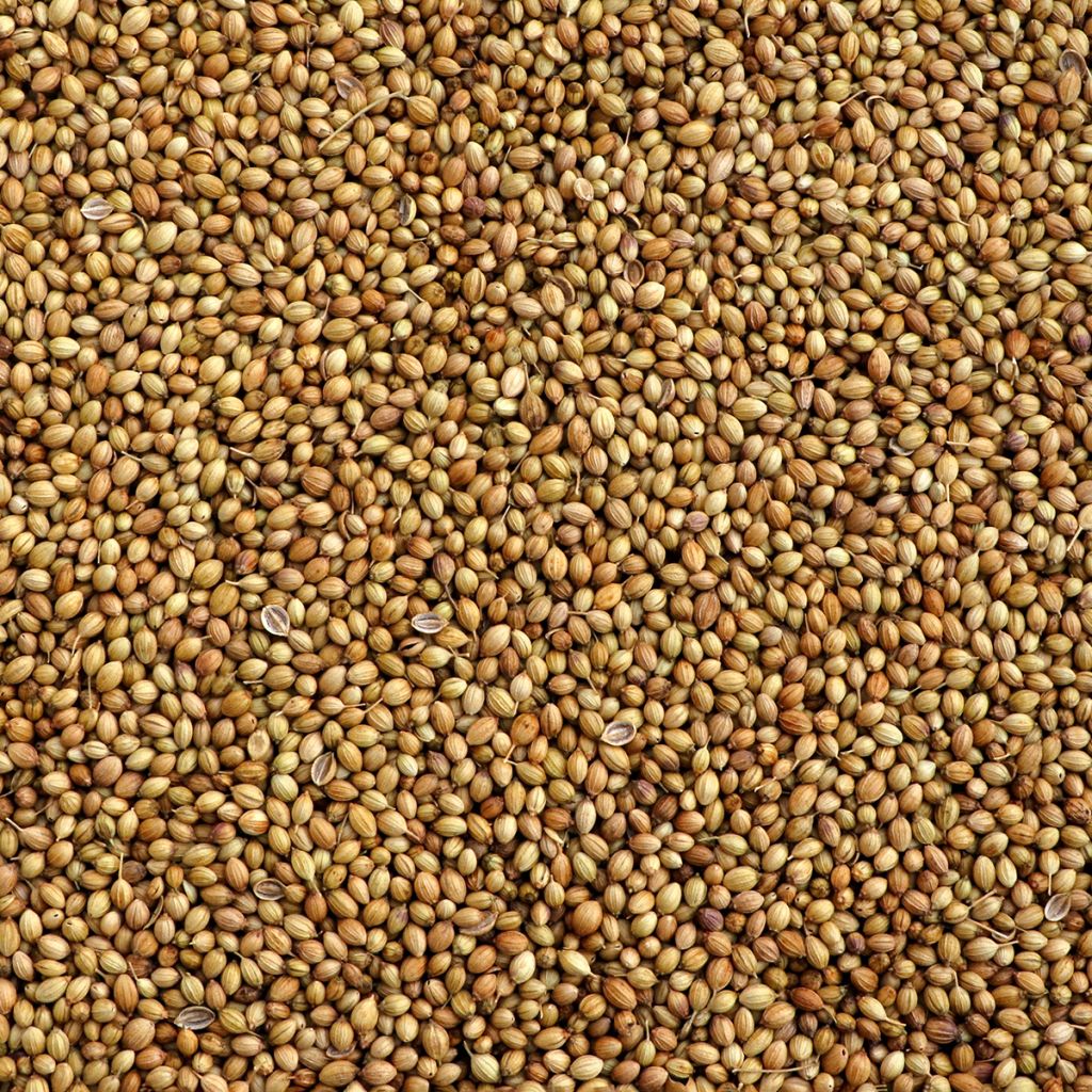 Koriander fijnzadig, traagschietend - Coriandrum sativum