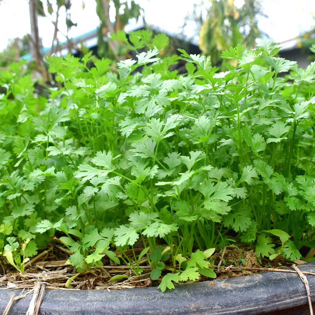 Koriander - Coriandrum sativum (jonge planten)