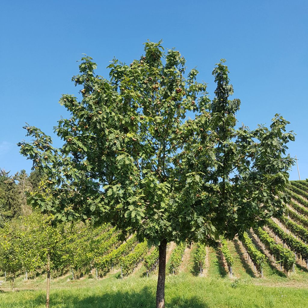 Sorbus domestica - Peerlijsterbes
