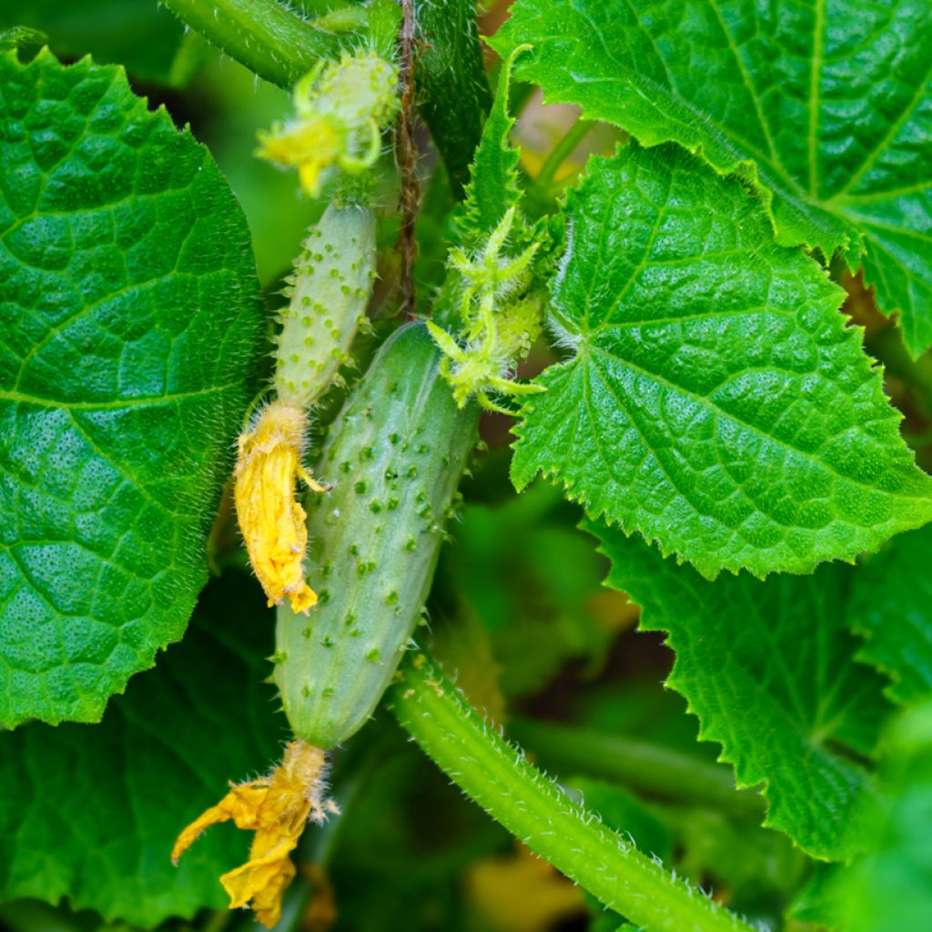 Augurk Parigyno F1 - Vilmorin