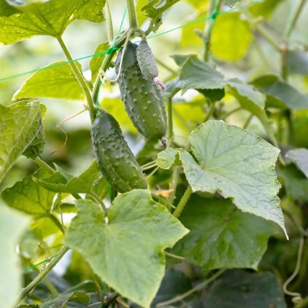 Augurk Vert Petit de Paris Ferme BIO