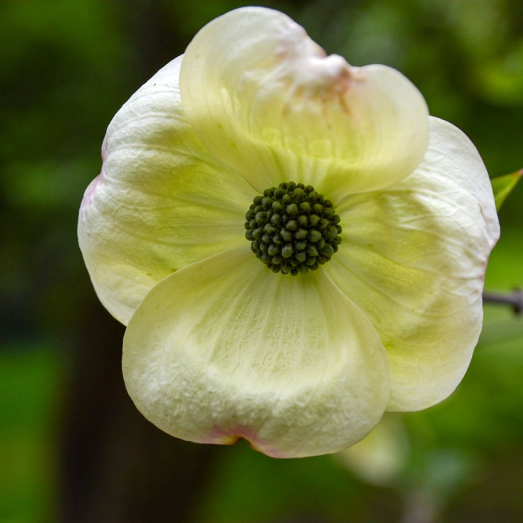 Cornus nuttalii Eddies White Wonder - Grootbloemige kornoelje