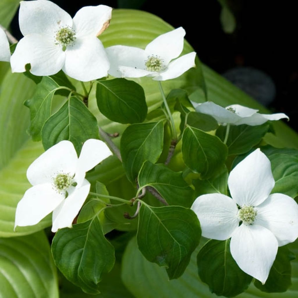 Cornus ou Cornouiller Kousa China Girl