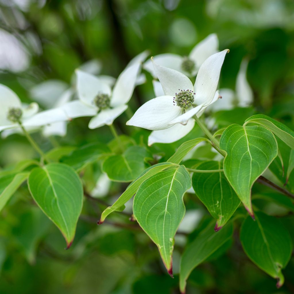 Cornus kousa Milky Way - Japanse kornoelje
