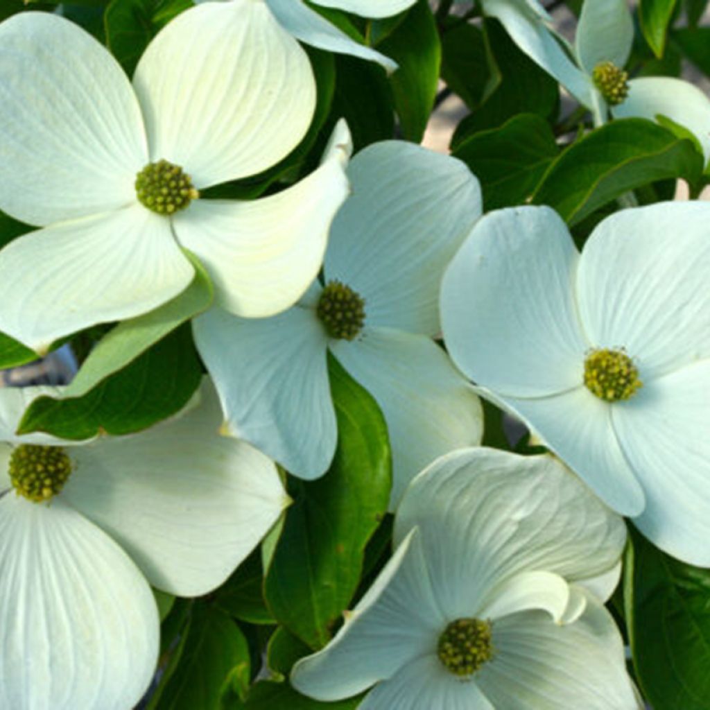 Cornus Starlight - Japanse kornoelje