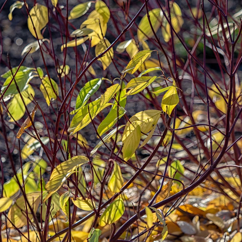 Cornus alba Aurea - Witte kornoelje