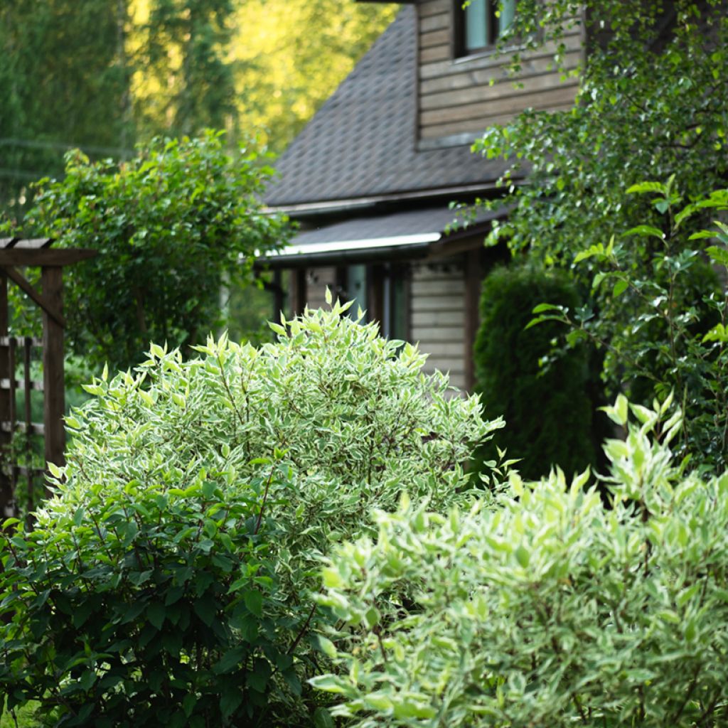 Cornus alba Elegantissima - Witte kornoelje