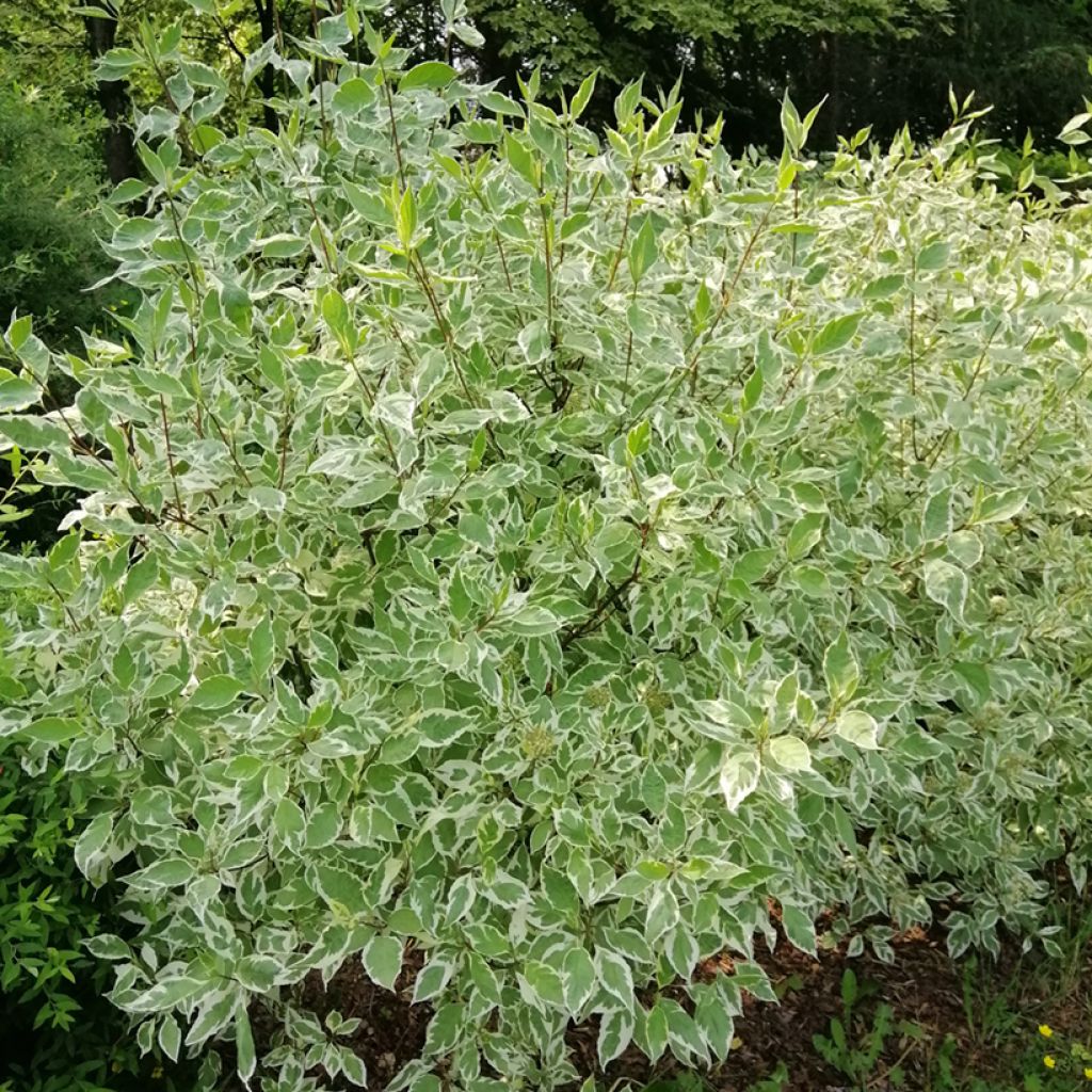Cornus alba Elegantissima - Witte kornoelje