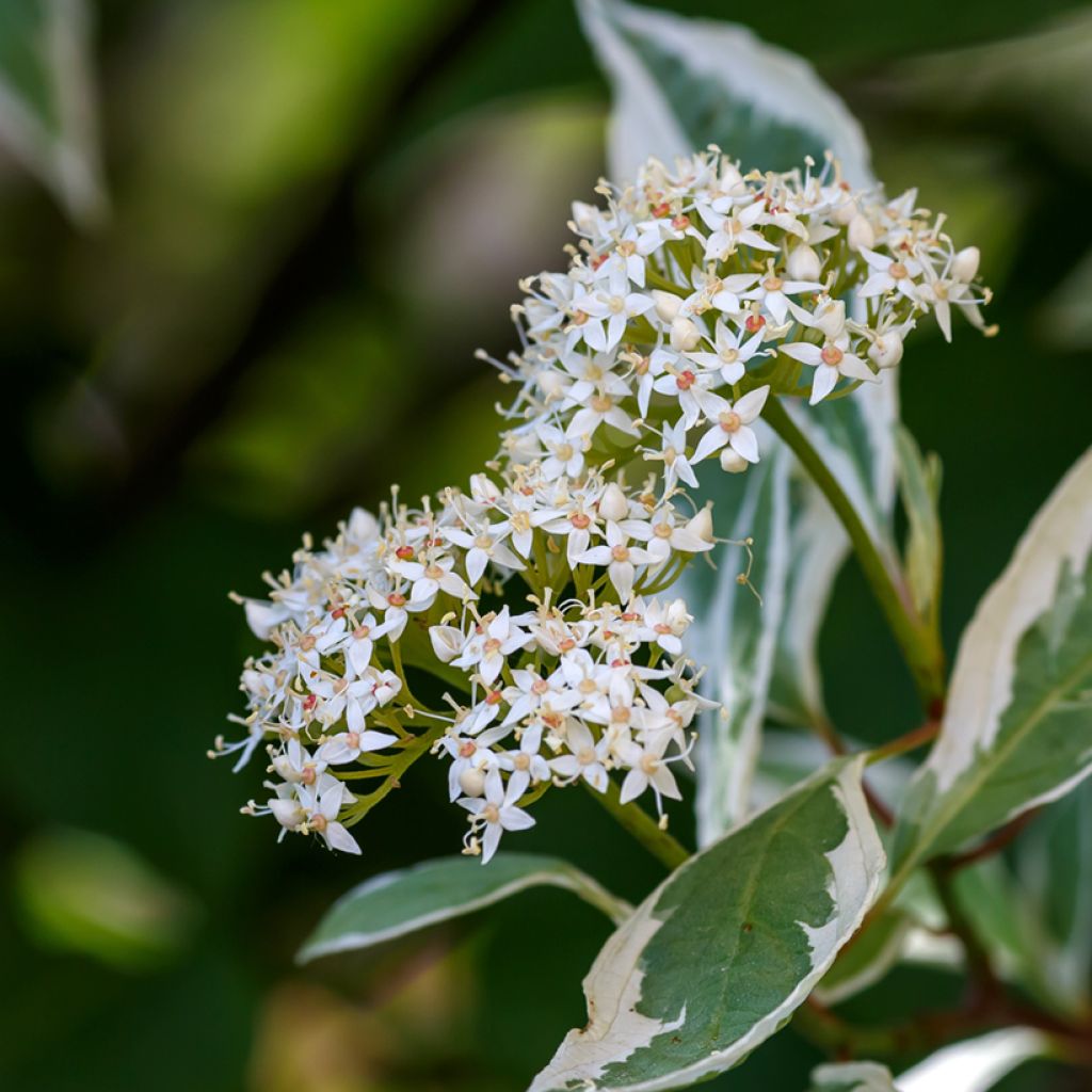 Cornus alba Elegantissima - Witte kornoelje