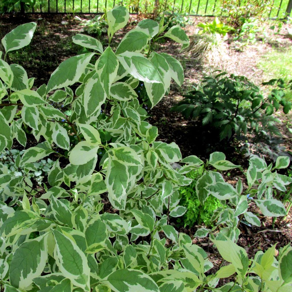 Cornus alba Ivory Halo ® Noble ® - Cornouiller blanc panaché