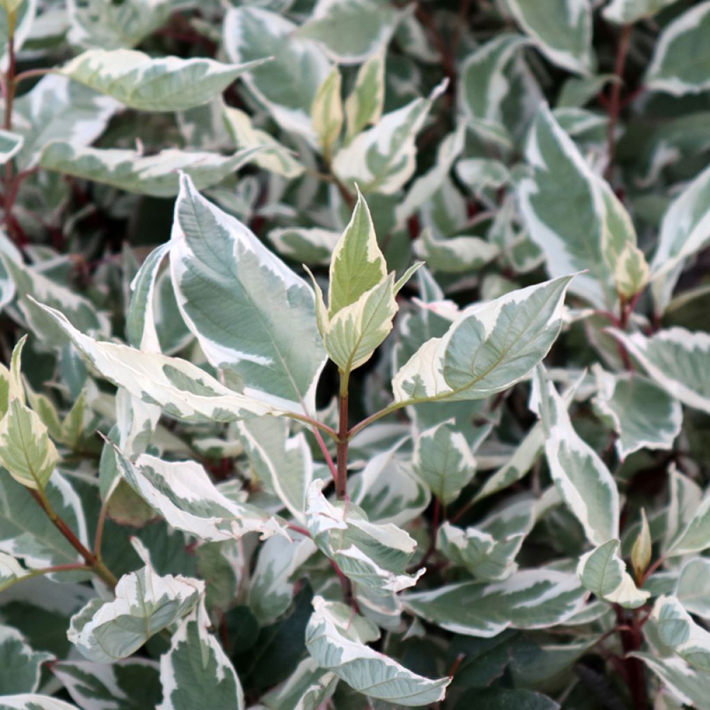 Cornus alba Ivory Halo - Witte kornoelje