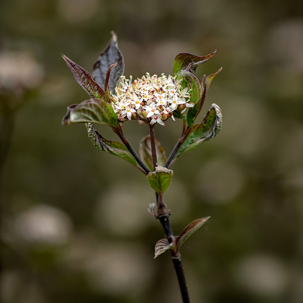 Cornus alba Kesselringii - Witte kornoelje