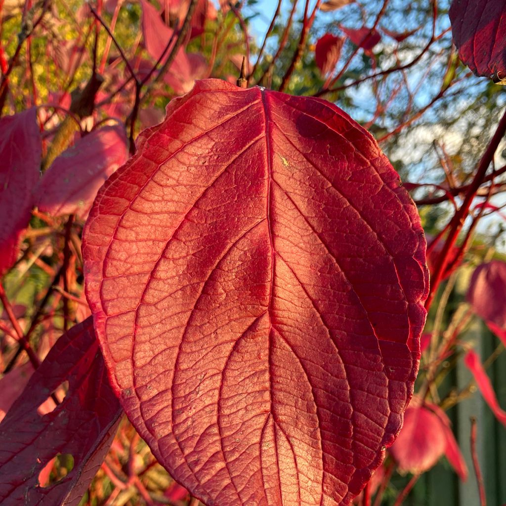 Cornus alba Kesselringii - Witte kornoelje