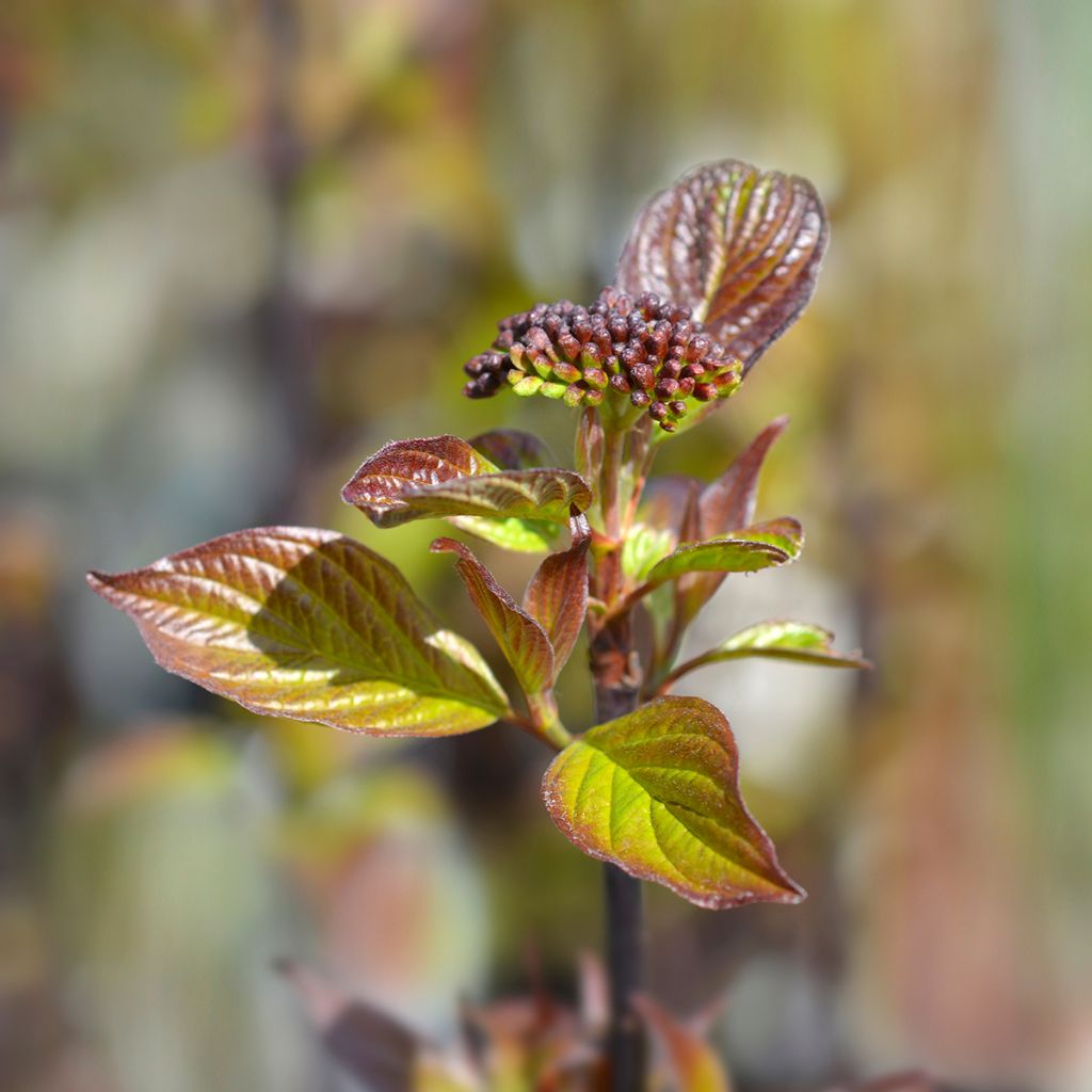 Cornus alba Kesselringii - Witte kornoelje