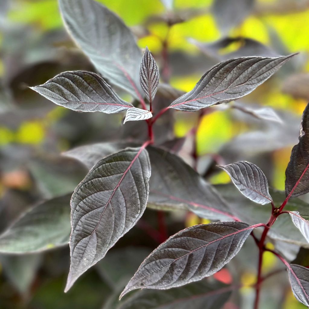 Cornus alba Nightfall - Witte kornoelje