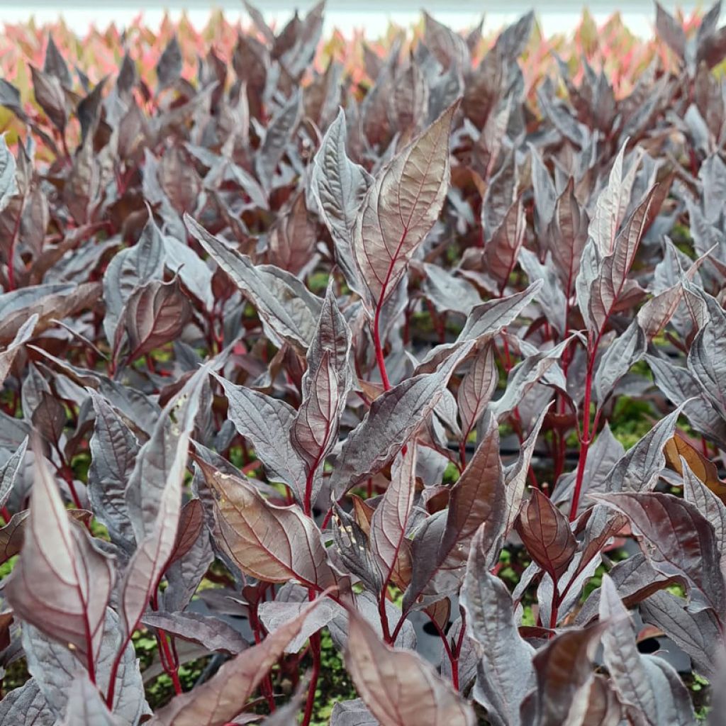 Cornus alba Nightfall - Witte kornoelje