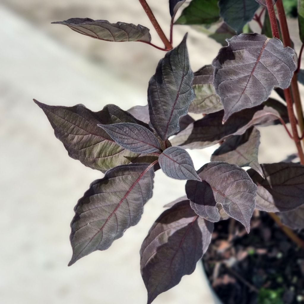 Cornus alba Nightfall - Witte kornoelje