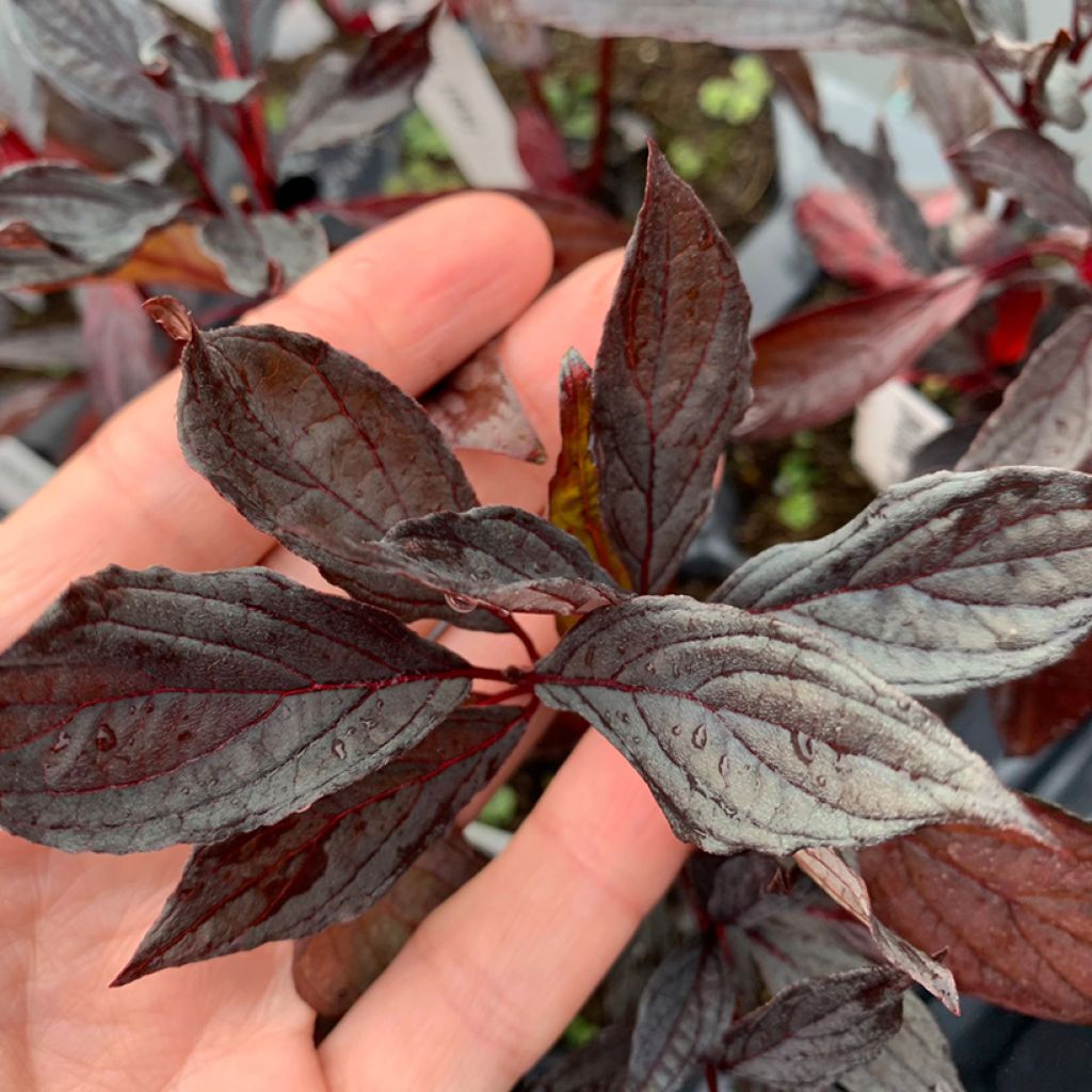 Cornus alba Nightfall - Witte kornoelje