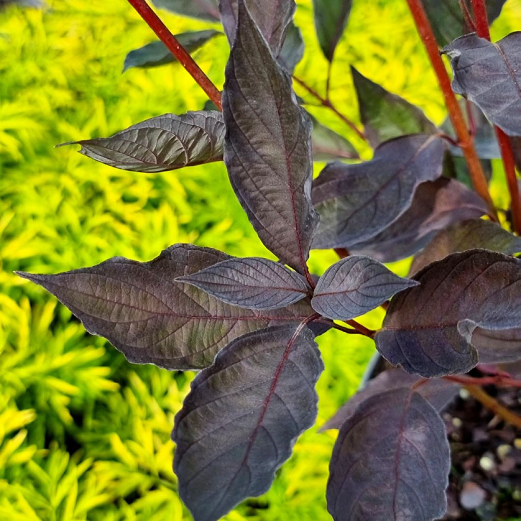Cornus alba Nightfall - Witte kornoelje