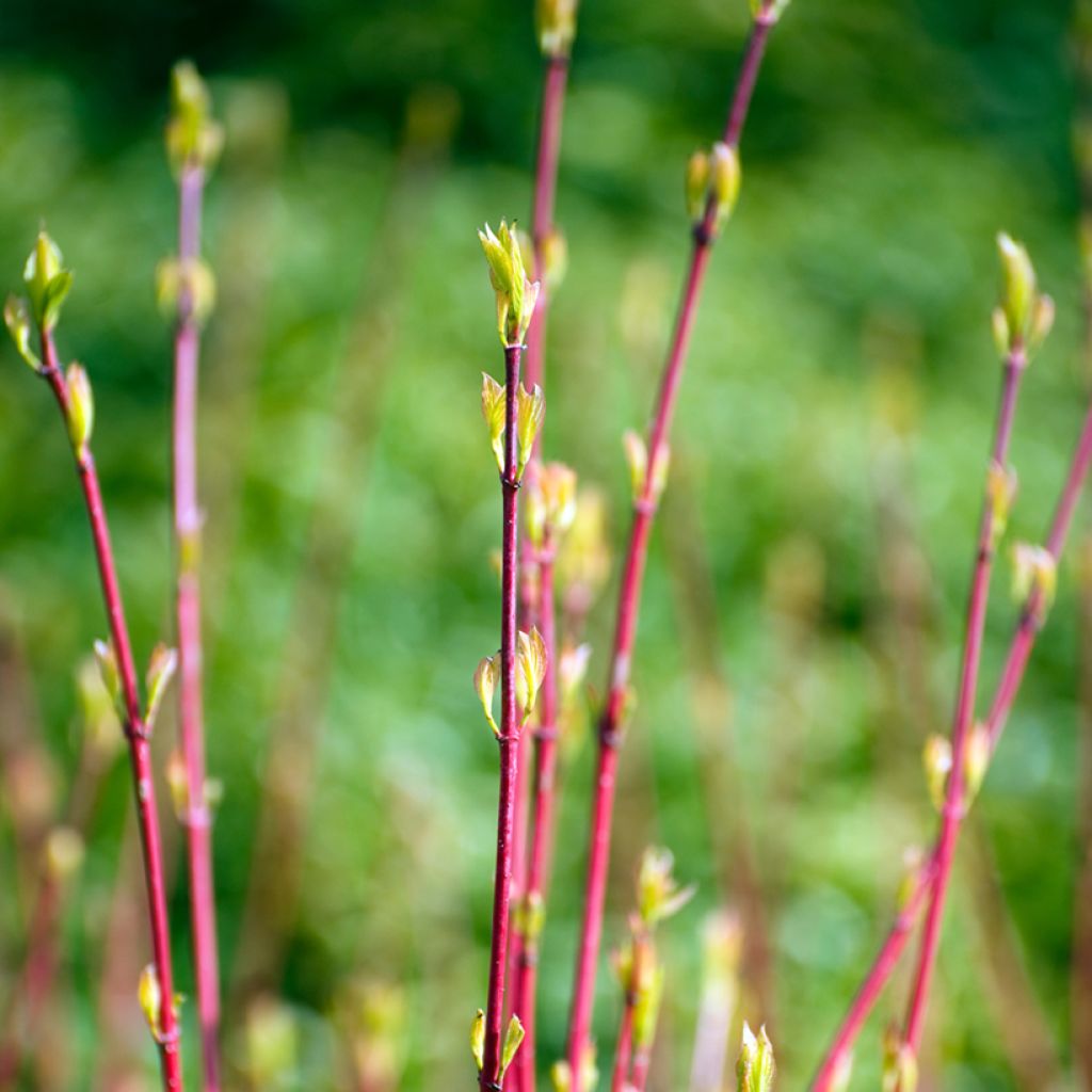 Cornus alba Sibirica - Witte kornoelje