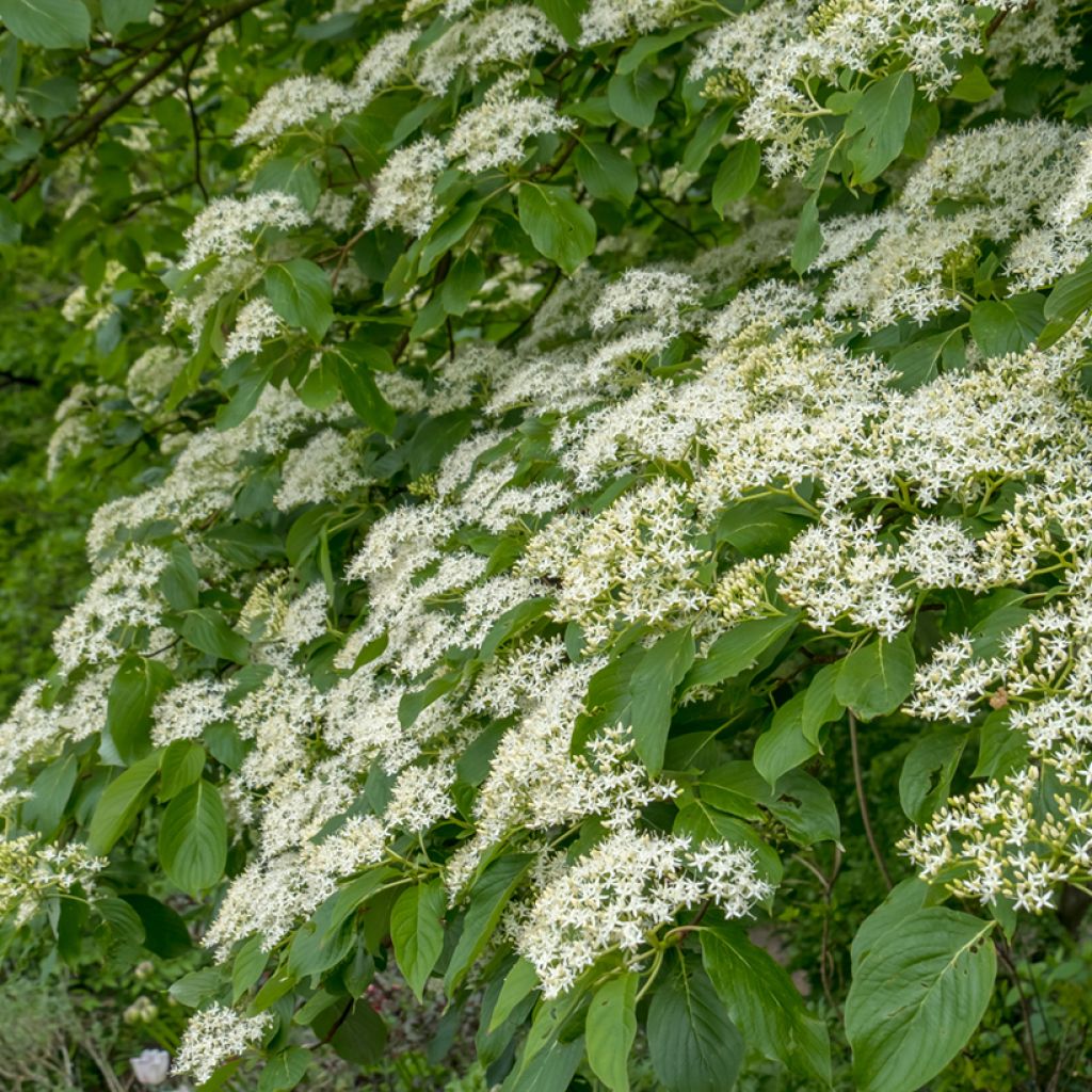 Cornus controversa Pagoda - Reuzenkornoelje