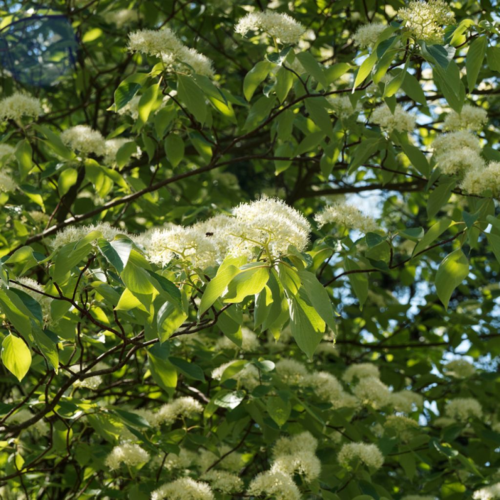 Cornus controversa Pagoda - Reuzenkornoelje