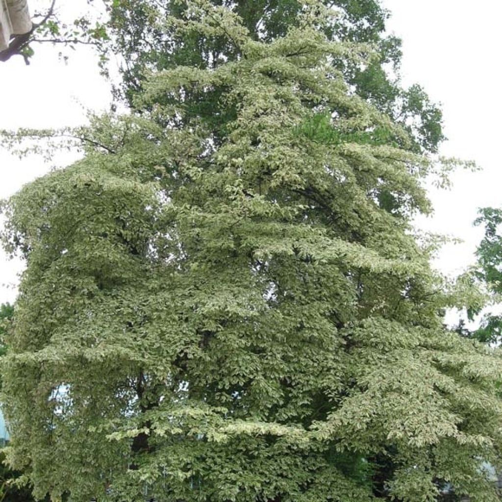 Cornus controversa Variegata - Reuzenkornoelje