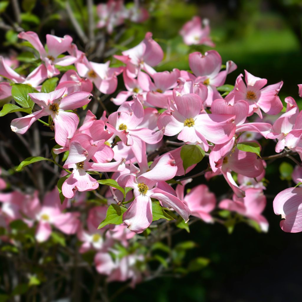 Cornus florida Cherokee Chief - Amerikaanse kornoelje