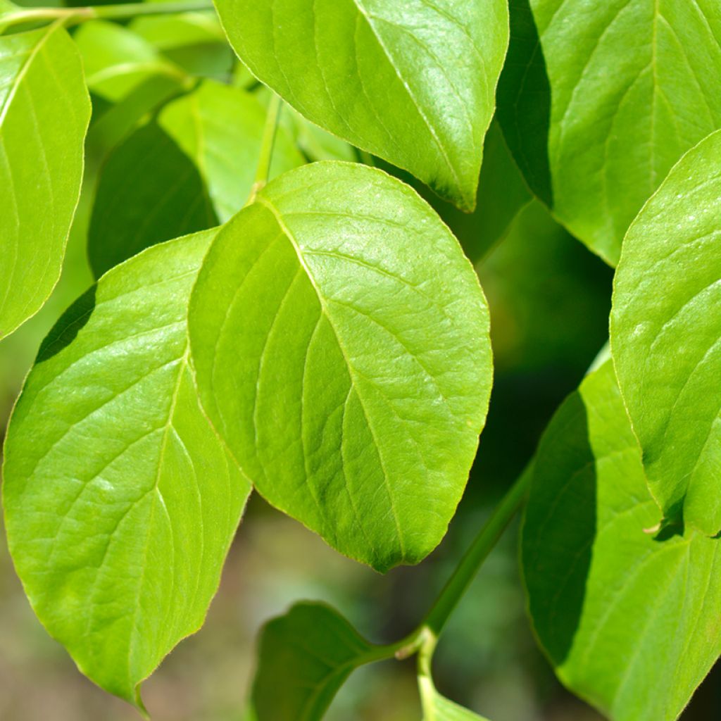 Cornus florida Cherokee Chief - Amerikaanse kornoelje