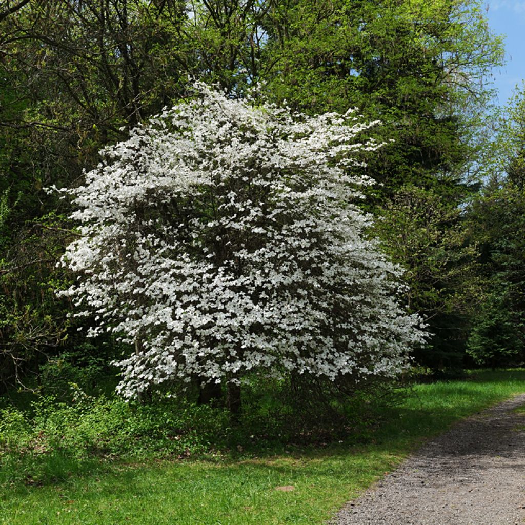 Cornus florida - Amerikaanse kornoelje