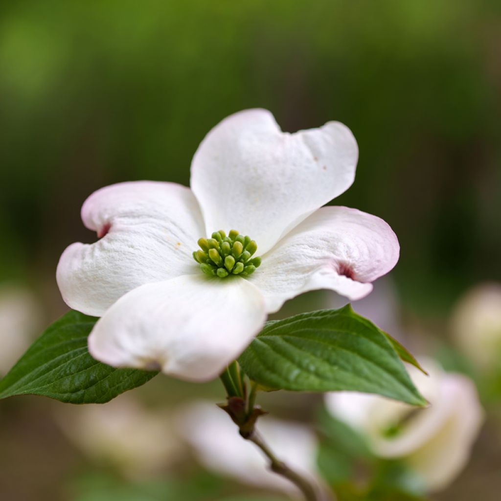 Cornus florida - Amerikaanse kornoelje