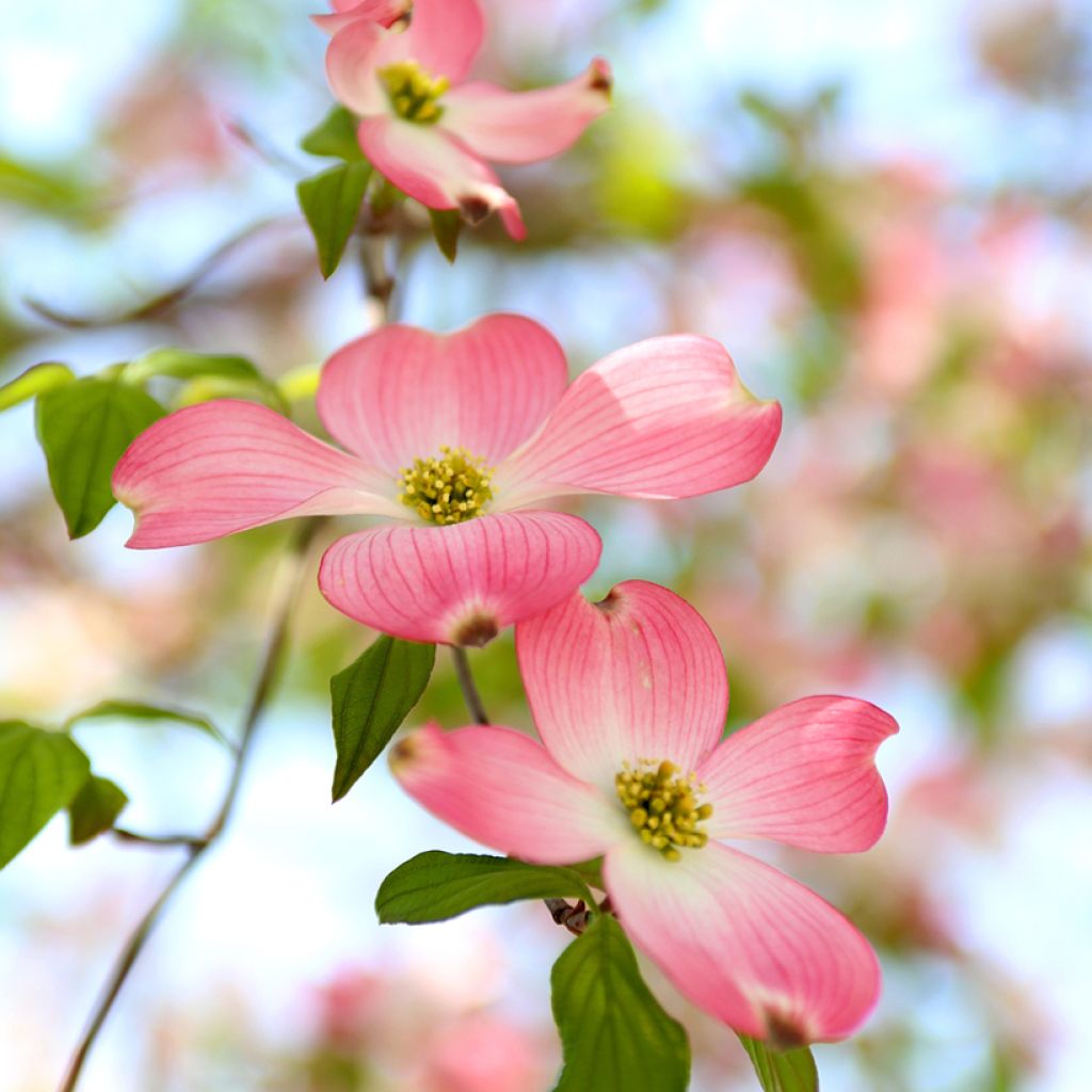 Cornus florida Rubra - Amerikaanse kornoelje