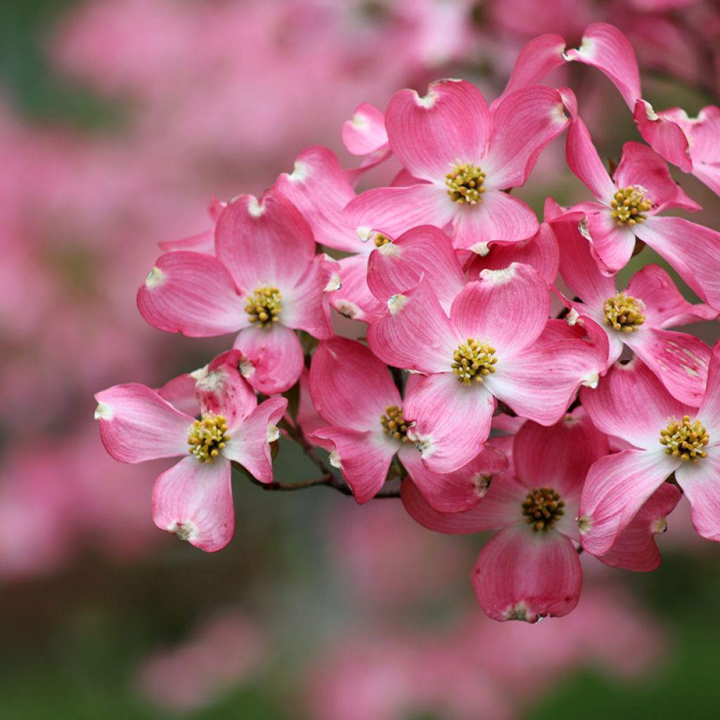 Cornus florida Rubra - Amerikaanse kornoelje