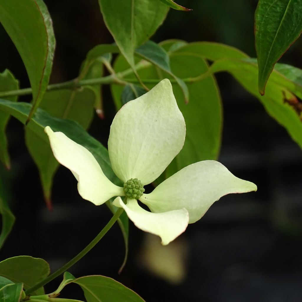 Cornus hongkongensis