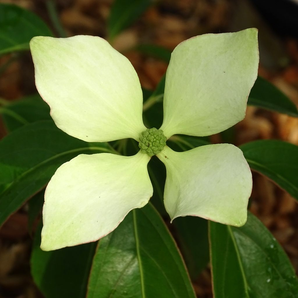 Cornus hongkongensis