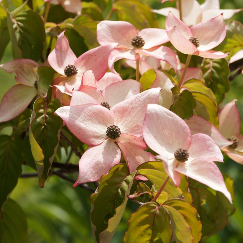 Cornus kousa Beni-fuji - Japanse kornoelje