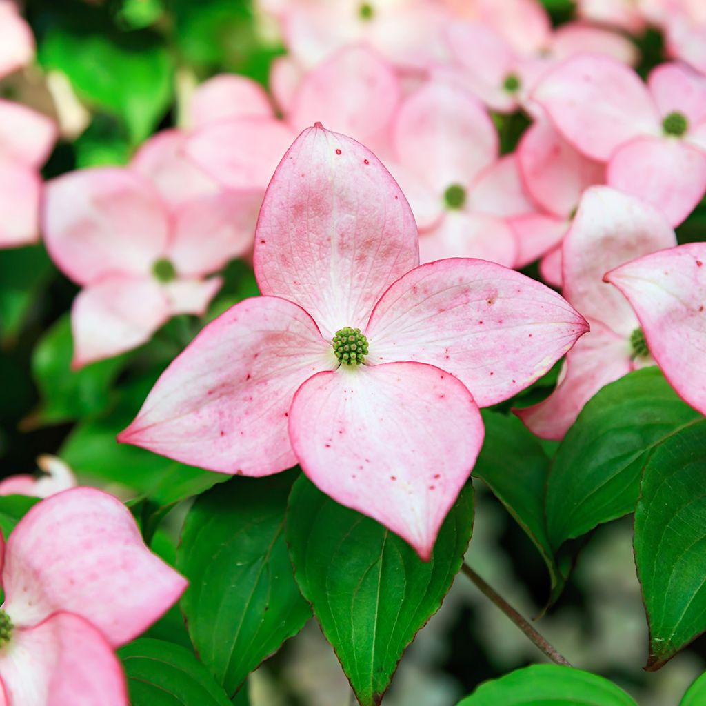 Cornus kousa Beni-fuji - Japanse kornoelje