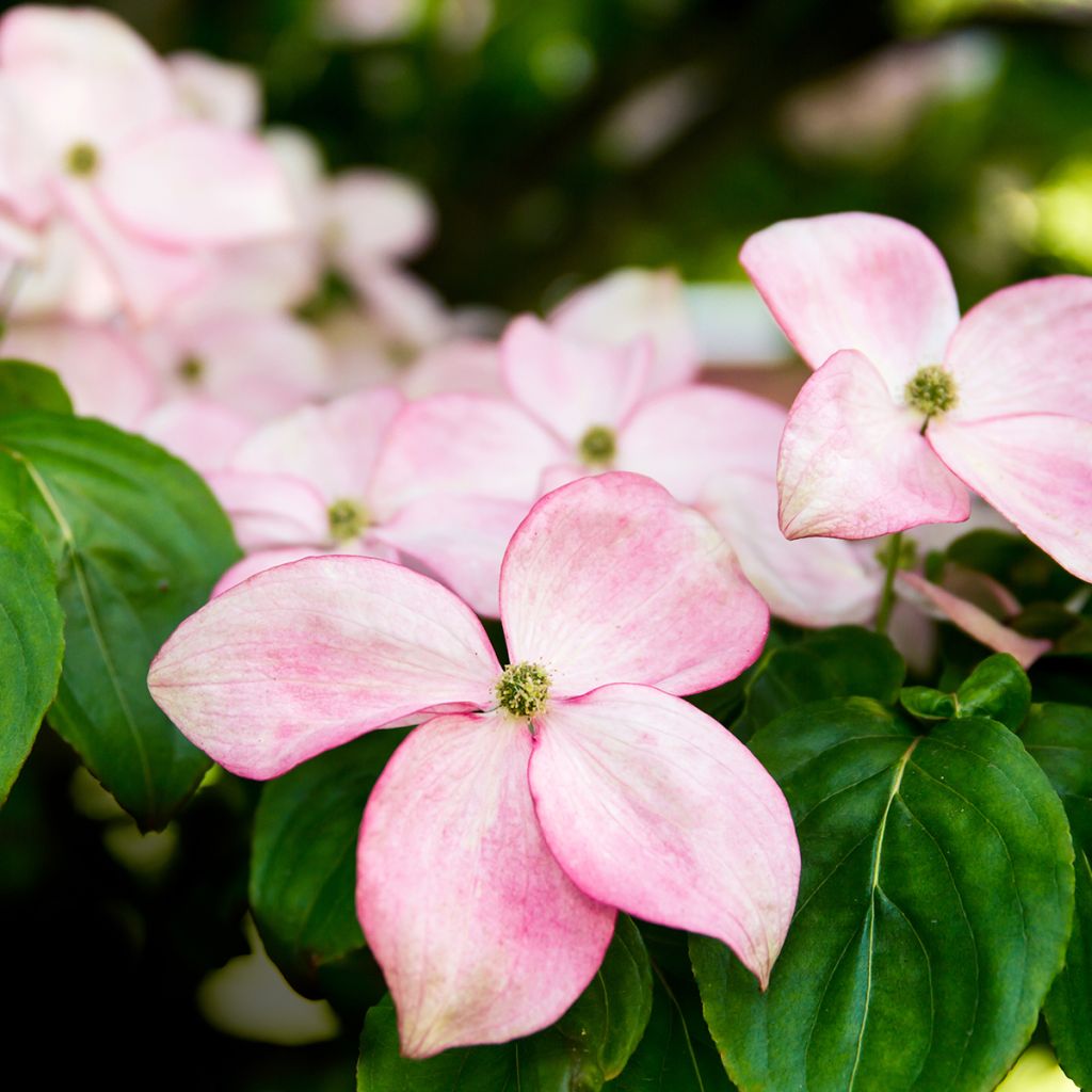 Cornus kousa Beni-fuji - Japanse kornoelje