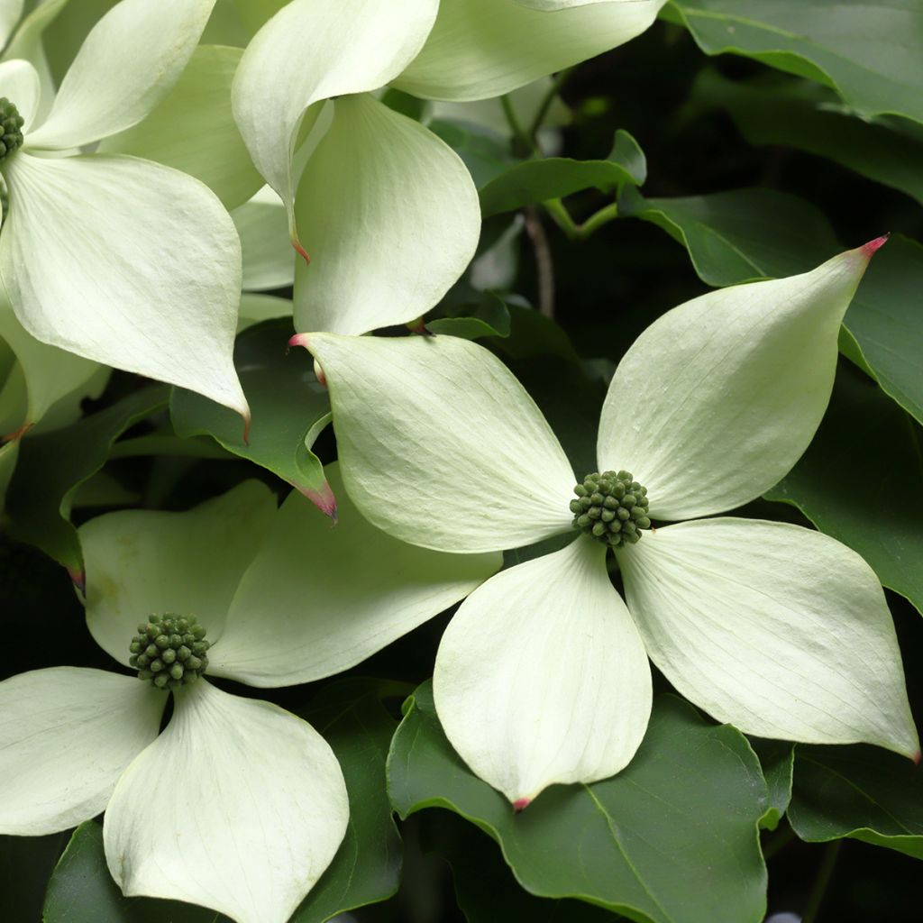 Cornus kousa Blue Shadow - Japanse kornoelje