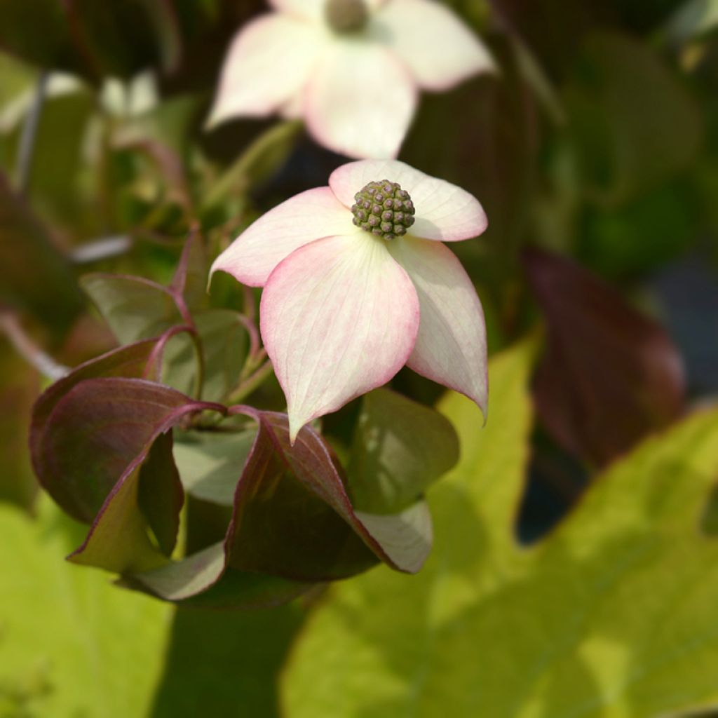 Cornus kousa Cappuccino - Japanse kornoelje