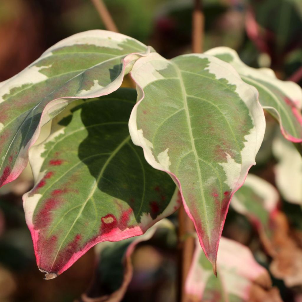 Cornus kousa China Dawn - Japanse kornoelje